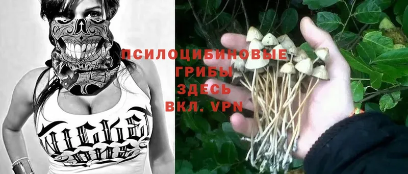 Псилоцибиновые грибы Cubensis  ОМГ ОМГ ONION  Ахтубинск 